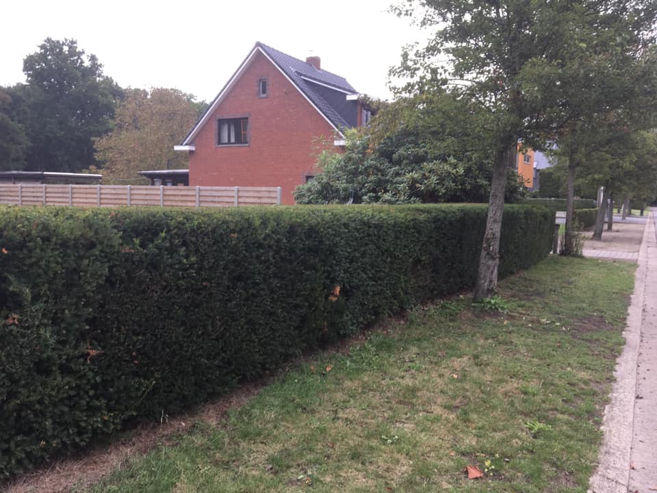 Net geschoren haag in de Kempen
